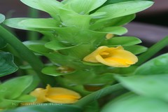 Curcuma ecalcarata
